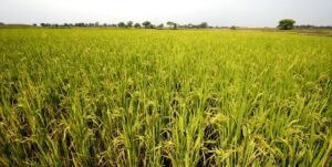 Large scale acquisitions of arable land for corporate farming and industrial use are jeopardizing the livelihoods of smallholder farmers and undermining the rights of the poor.