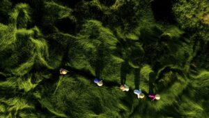 Aerial photo of 5 women making their way through a field of tall grass and long shadows.