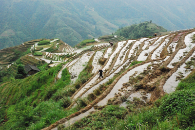 A Tribute To Roy Prosterman