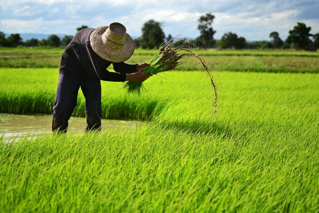 Theme Rice Farm 14556238 - farmer on the rice farm - Landesa