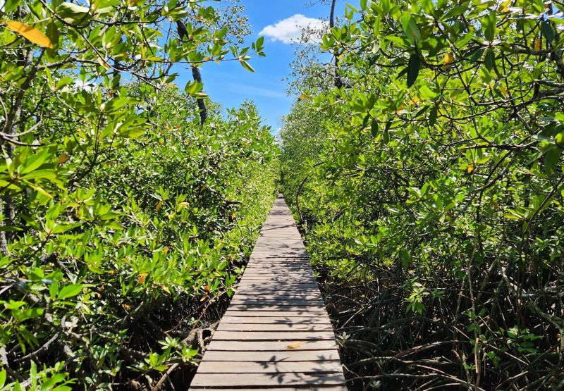 What can the fortress conservation debate teach us about the importance of women’s land rights in protecting mangrove ecosystems?