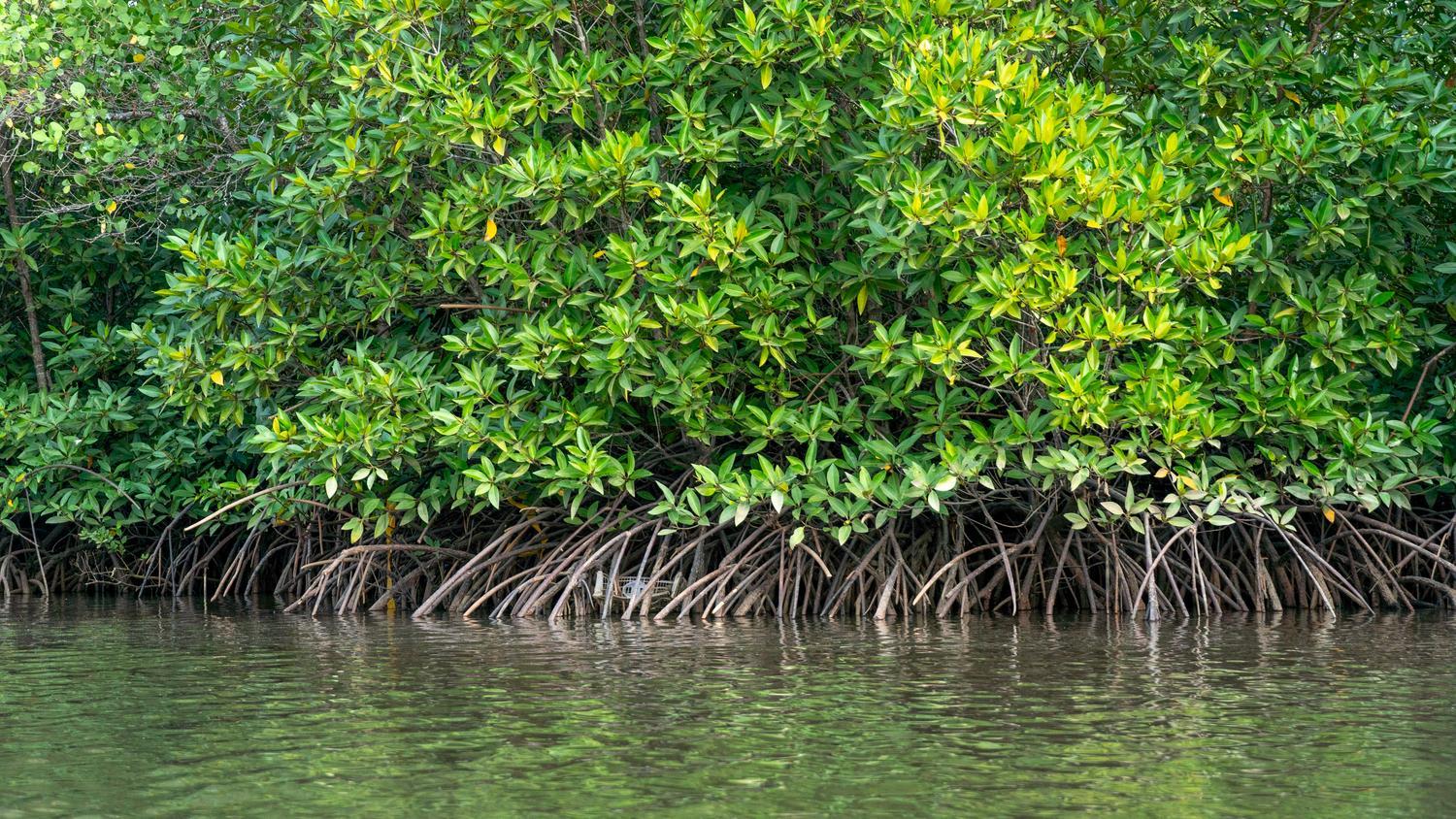 A People-Centered Solution to Conserve Mangroves and Foster Resilient Communities